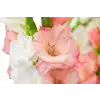 kytice gladiol